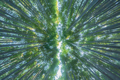 Low angle view of palm tree