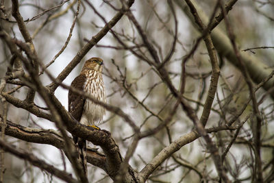 Close-up of bare branches against blurred background