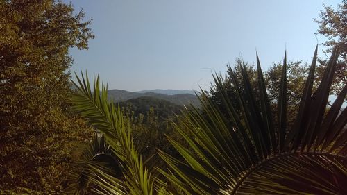 Plants growing on landscape against sky