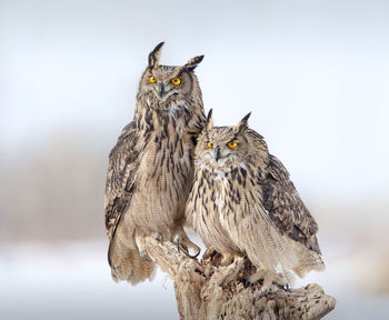 Close-up of two owls against blurred background