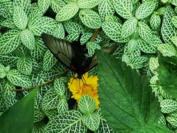 Close-up of insect on plant