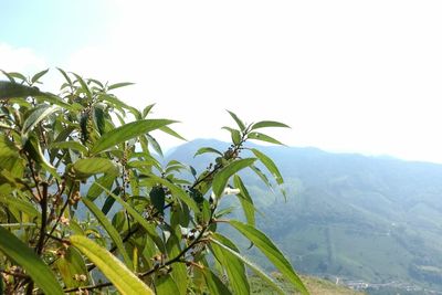 Close-up of fresh green plant against clear sky