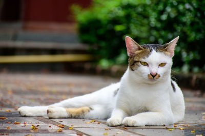Close-up portrait of a cat