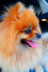 Close-up of a dog looking away