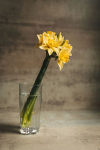 Yellow daffodils in a glass of water. still life. daylight. high quality photo