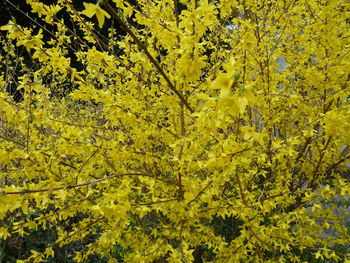 Close-up of yellow flower tree in forest