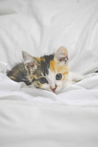 Cat resting on bed