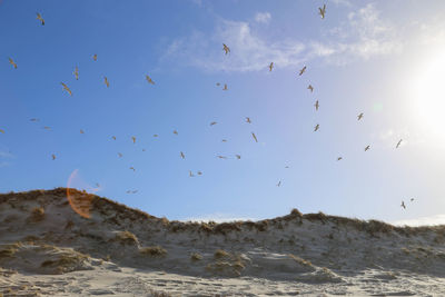 Flock of birds flying in the sky