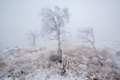Bare trees on snow covered landscape
