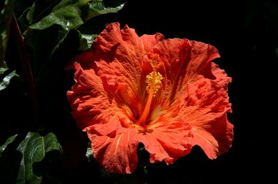 Close-up of red flower