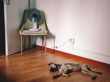 Dog relaxing on floor at home