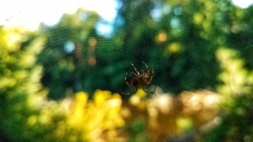 Close-up of spider