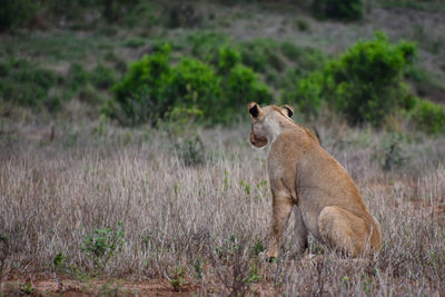 Lioness looking off into the distance.