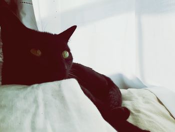 Close-up portrait of a cat on bed at home