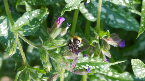 Close-up of bee pollinating on purple flower