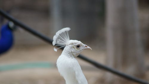 Close-up of peacock