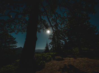 Silhouette trees on field against sky at night