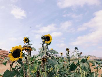 Close-up of yellow flowering plant against sky