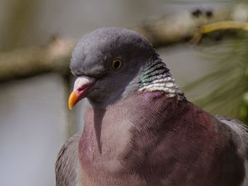 Close-up of pigeon