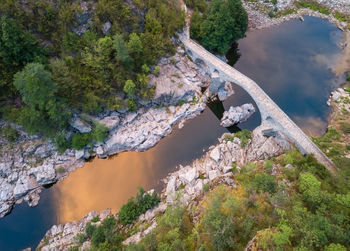 High angle view of river amidst trees