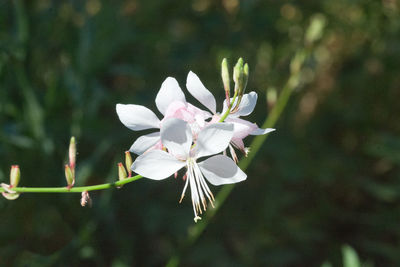 Close-up of white flowering plant