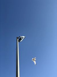 Low angle view of seagull flying against clear blue sky