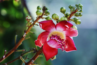 Beautiful cannonball flower on the tree