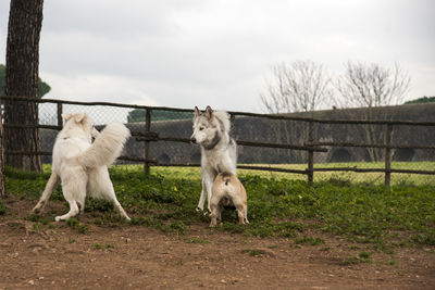 Herd of a horse in the field