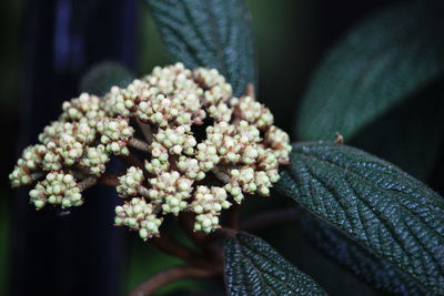 Close-up of flowers