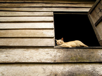 Cat on window