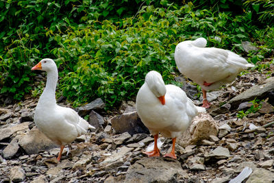 White geese on land