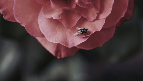 Close-up of insect on red flower