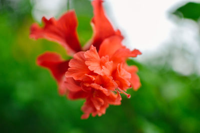 Close-up of red flowers blooming outdoors