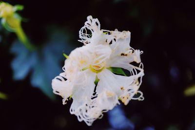 Close-up of white cherry blossom