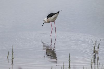 Bird in shallow water