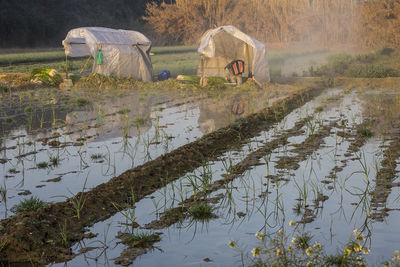 Scenic view of agricultural field by lake