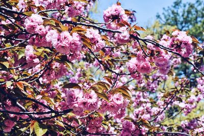 Low angle view of pink flowers blooming on tree