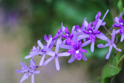 Close-up of purple flowering plant