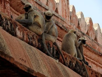 Low angle view of monkey on wall