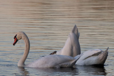 View of swans swimming in lake