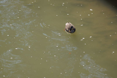 High angle view of duck swimming in lake