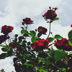 Low angle view of red poppy flowers against sky