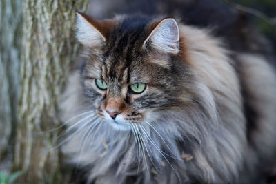 Close-up portrait of a cat