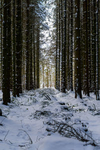 Snow covered trees in forest