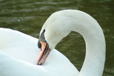 Close-up of swan in lake