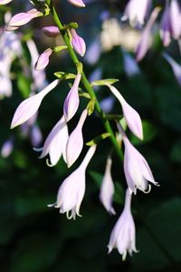 Close-up of pink flowers in park