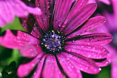 Close-up of water drops on purple flower