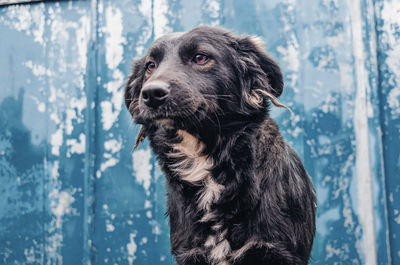 The black dog is watching on grunge background. street dog