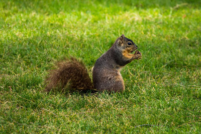 Squirrel eating grass on field