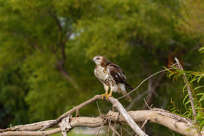 Red-tailed hawk on a bare branch in the woods.